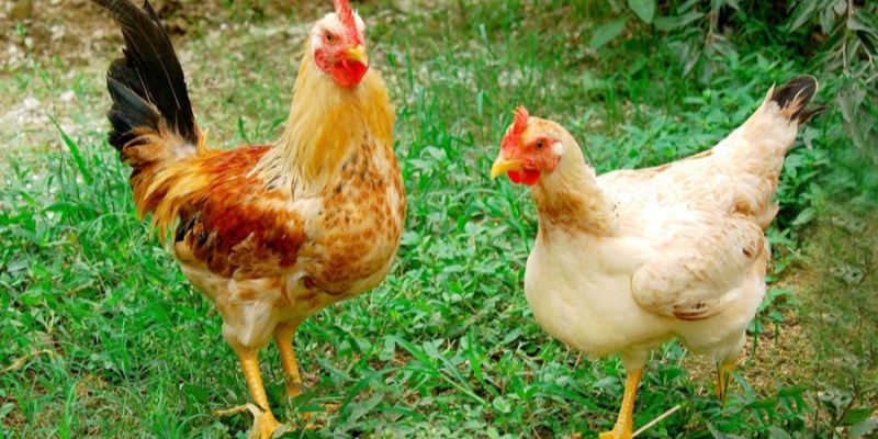 Gà Mái Cựa Tốt Hay Xấu, Nên Chọn Phối Giống Không?