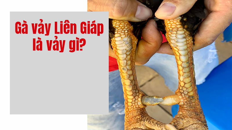 Gà vảy liên giáp gồm 3 vảy xếp liên tục kề nhau rất đặc biệt