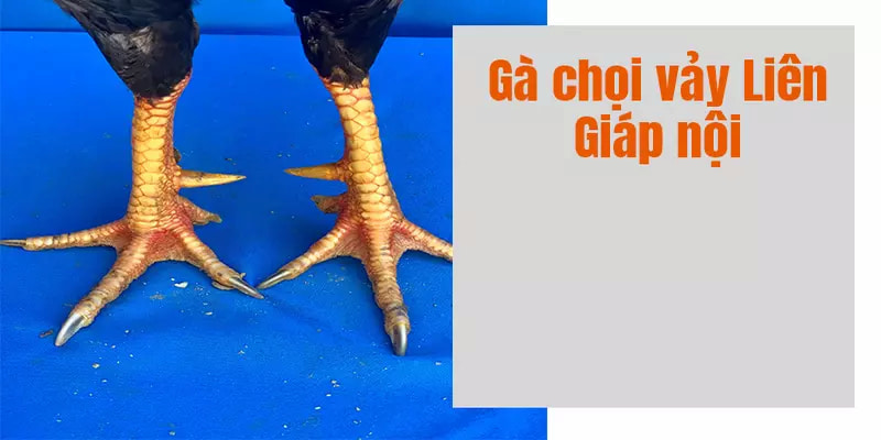 Vảy gà liên giáp nội có đặc trưng vảy ở phía sau bao bọc phần sau của cựa