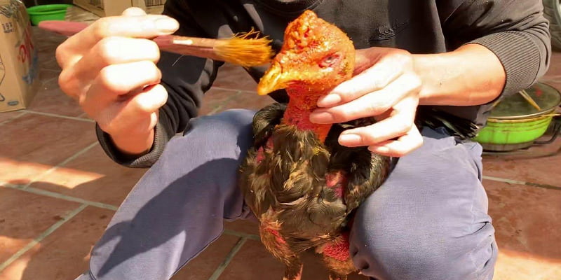 Chăm sóc cho linh kê là điều bắt buộc trước và sau trận để có hiệu quả thi đấu cao