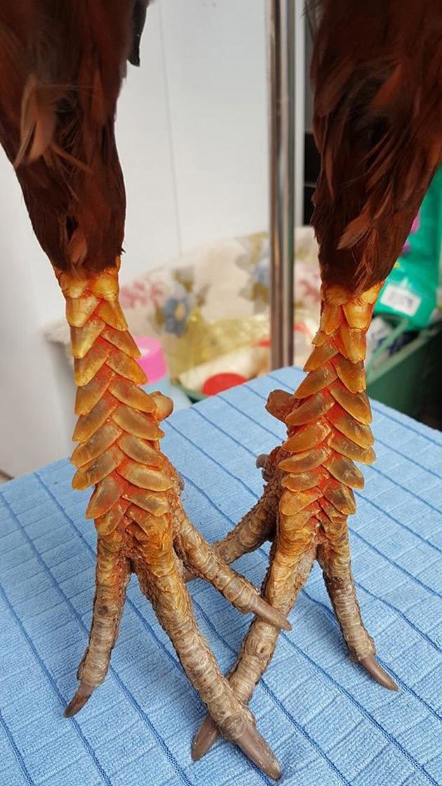 Vảy liên giáp hậu